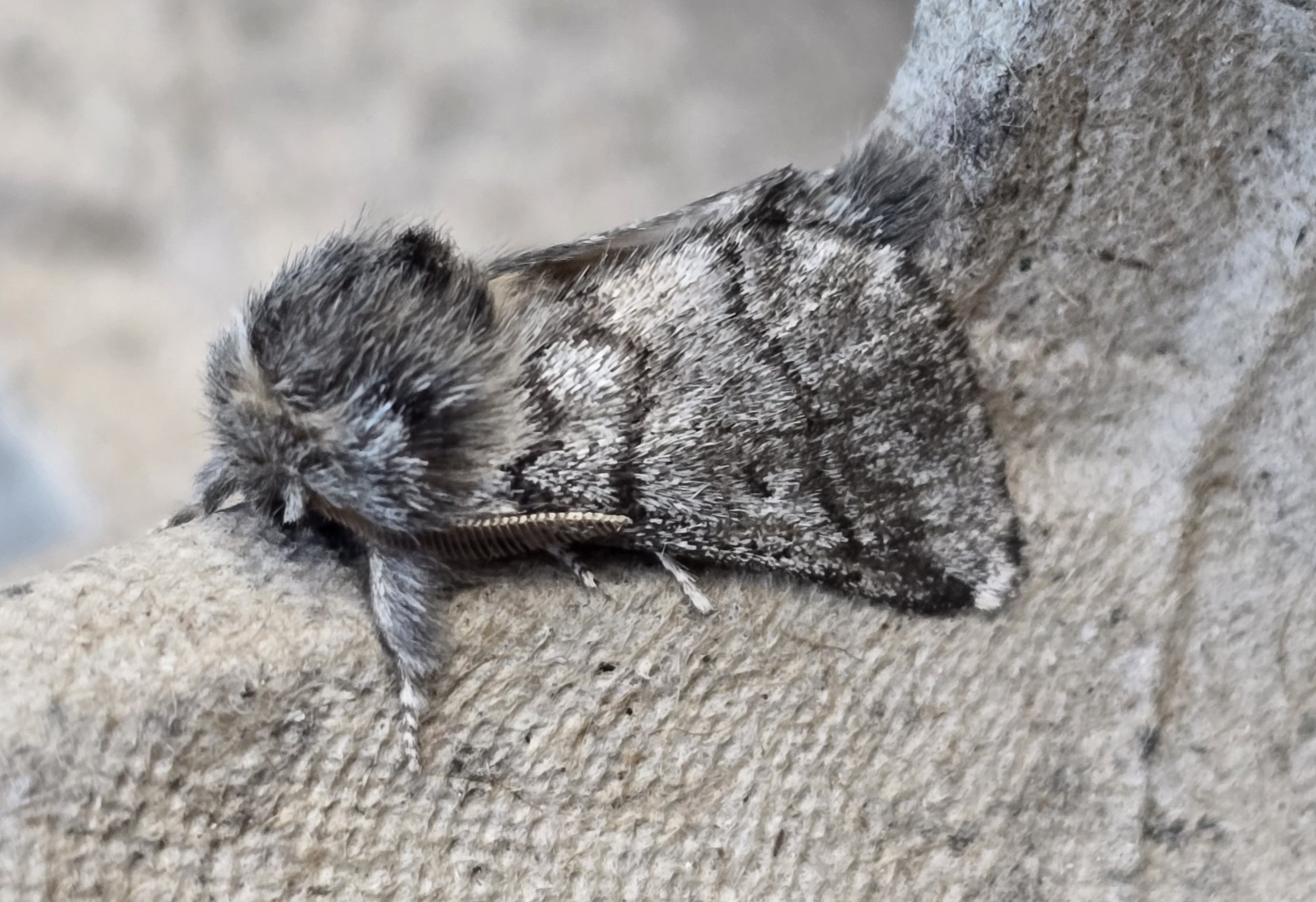 Photo of Oak Processionary (Thaumetopoea processionea)